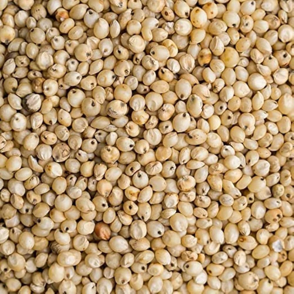 Jowar Sorghum