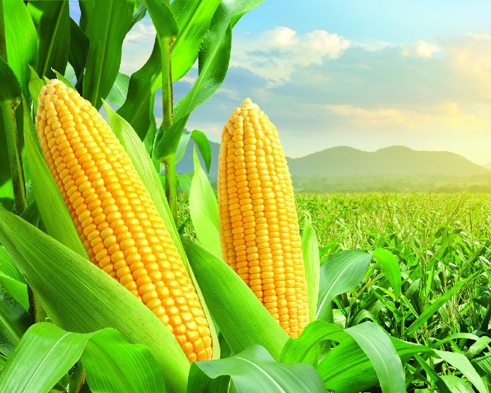 Maize