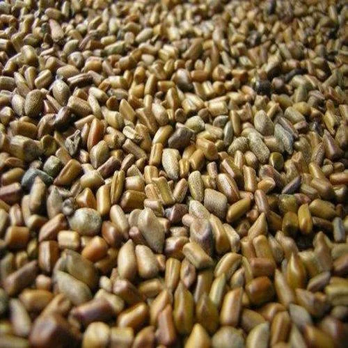Cassia Tora Seed