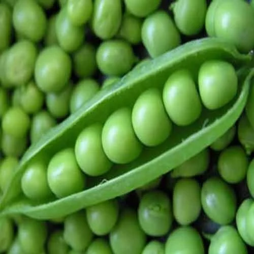 Green Matar Pea