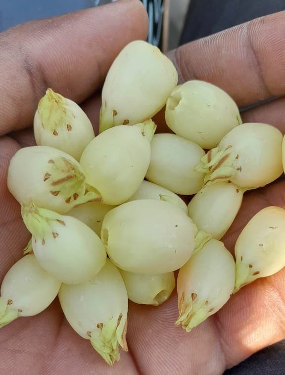 Mahua Flower